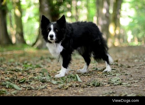 Moly the Border Collie


Krzysztof Marciniak