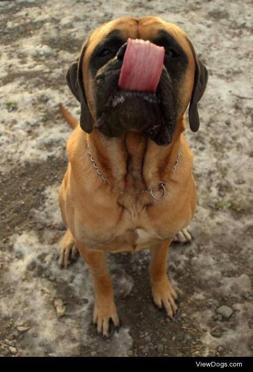 Gunner
Mastiff • Adult • Male • Extra Large
Alaska Animal Rescue…