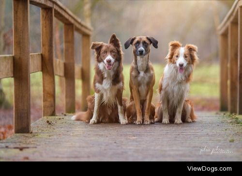 A trio on the bridge


Julia Poker