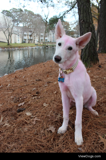 My 5 month old white german shepherd Lucy….