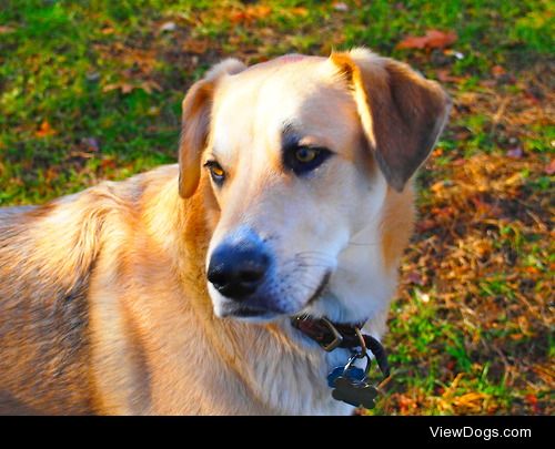 Beautiful golden at the dog park.