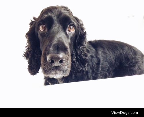 Hey there!more from cookie the cocker at instagram.com/maf_co