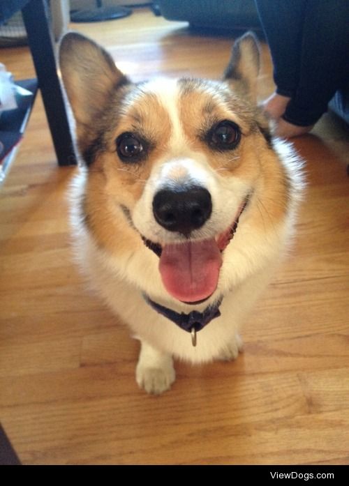 lookaroundadventureiseverywhere:

My friend’s dog is super…