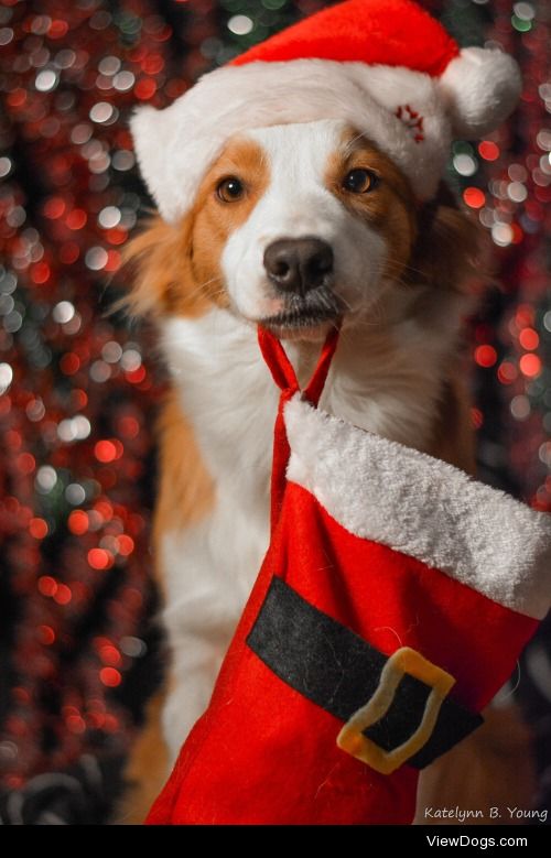 Handsomedogs’ Holiday Giveaway
The winner of the first…