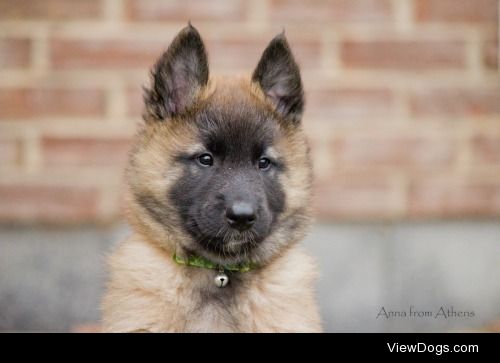 Belgian Shepherd puppy


Anna Vasalaki