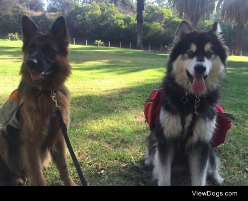 Schatzi and Cudi relaxing after their hike. 