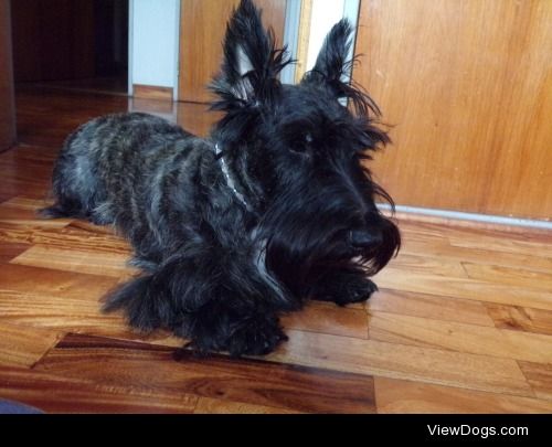 This is jack, he’s an one year old  Scottish terrier.