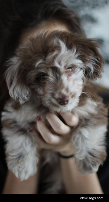 My poodle X dachshund Bilbo 
Photo credit : Jérémy…