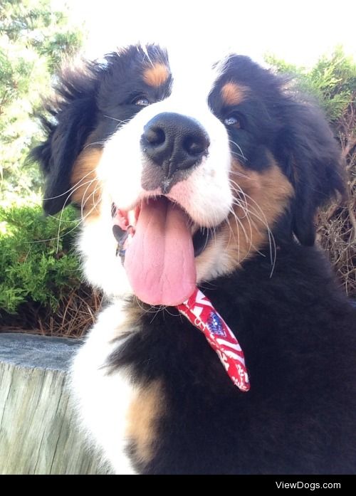 Mosby, our Bernese Mountain Dog when he was 5 months old!