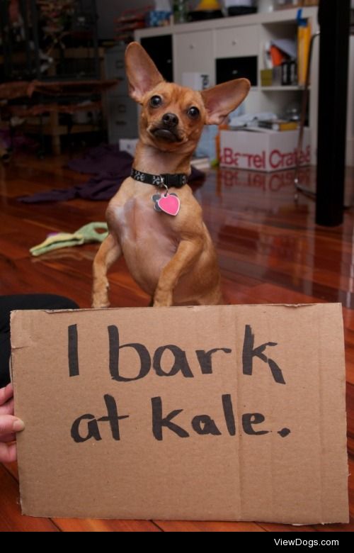 I bark at kale

I am such a vigilant guard dog. I bark at kale.