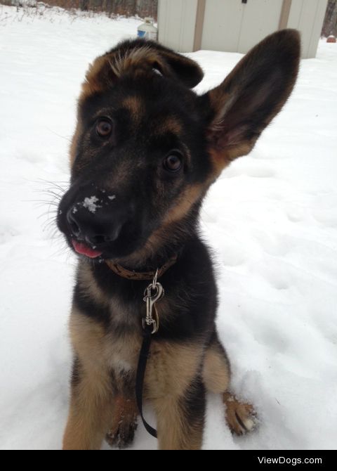 Piper the German Shepherd at 13 weeks. 