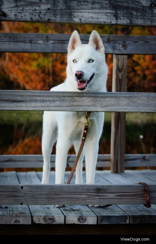 wherehorsesmeetdogs:

He was absolutely obsessed with the deer.