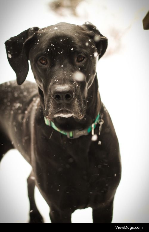 Charlee girl in the snow. Feeling a little sassy. Great…