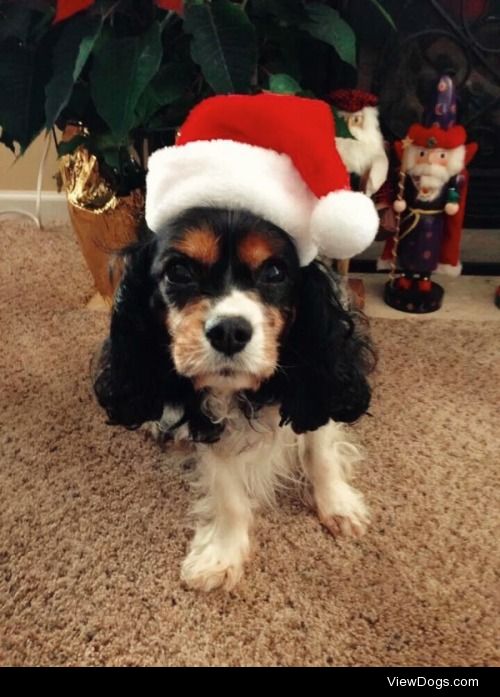 our cavalier king charles spaniel Rocky is ready for Christmas!