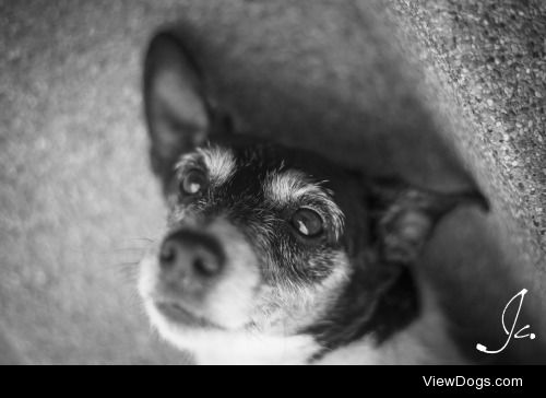 Meet Sookie, a Jack Russel from Thailand. 
For more photos of…