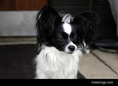 My cousins pretty papillon, Minni.