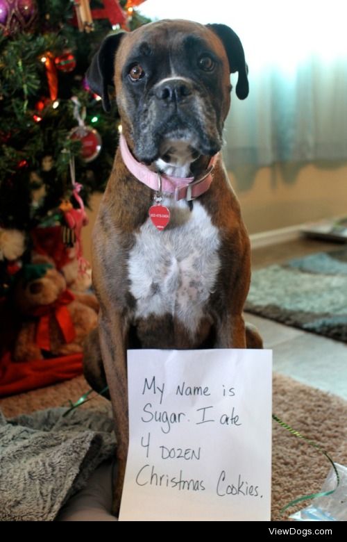 Sugar Eats

My name is sugar and I ate 4 dozen christmas…