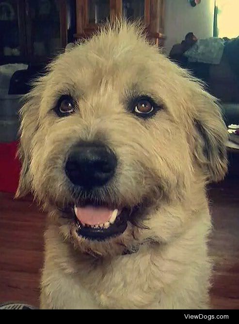 This is my handsome 2 year old irish wolfhound/ great pyrenees…
