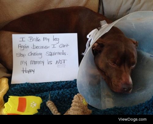 ACL’imping furever!

Sorry Mom, I can’t stop running and I…