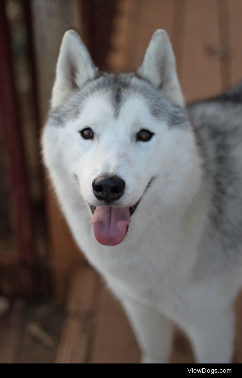 southernsnowdogs:

My happy Juno <3