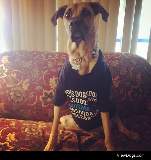 handsomedogs:

Only 16 hours left to get this fabulous…