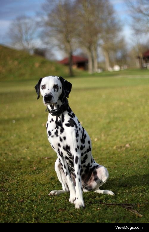 Dalmation


Simone Stachl