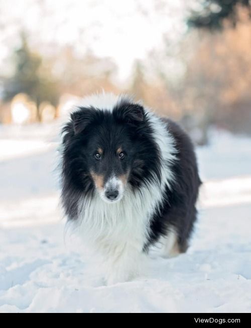 Jake
Shetland Sheepdog Sheltie • Senior • Male • Medium
Windy…