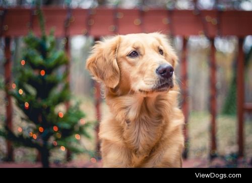 guidedogintraining:

Christmas photo outtake that I reallyyyy…