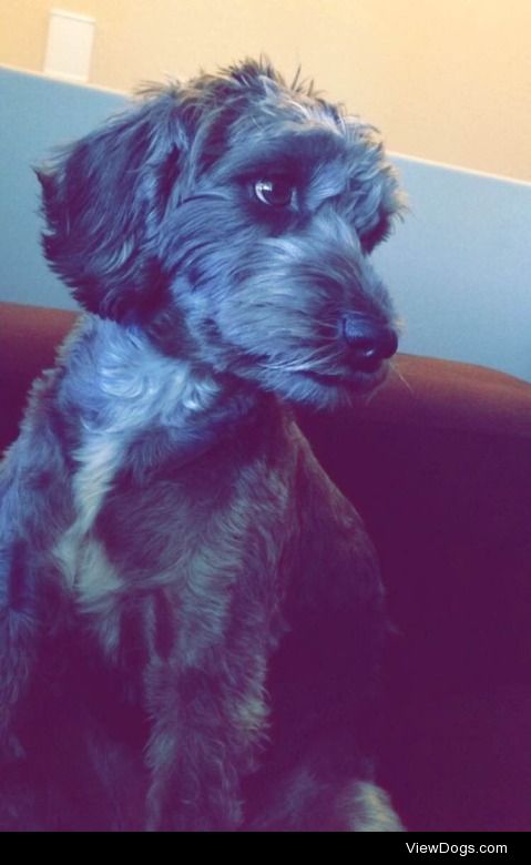 Schnoodle puppy