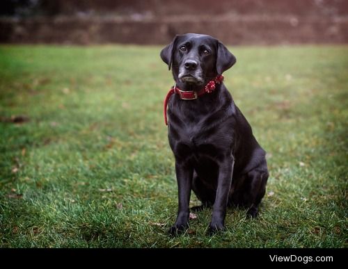 Lab in her Christmas Collar


Andrea Brest