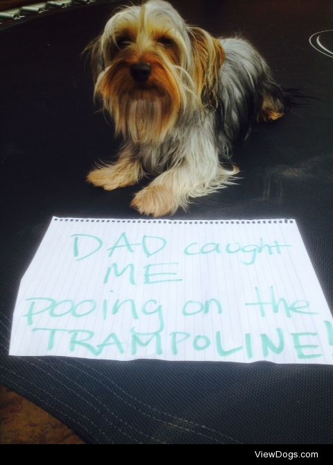 Trampooline

pooing on the trampoline