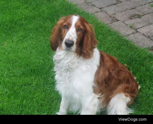 My wonderful Welsh Springer Spaniel 