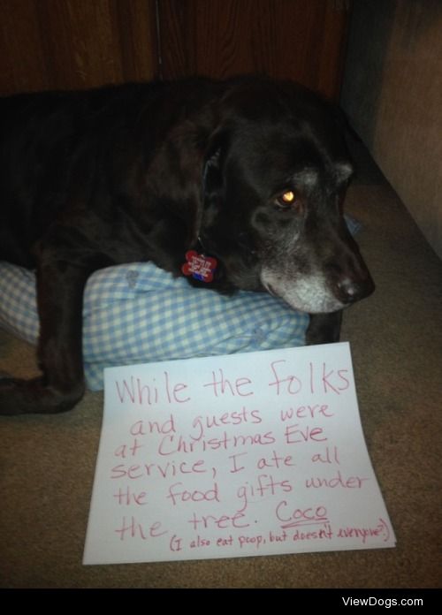 Lesson #62 of pet-ownership over the holidays

"While the folks…
