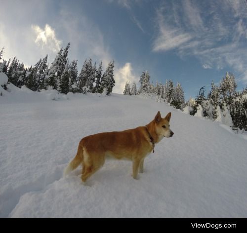 First snowfall on the mountain and she just turned 10!