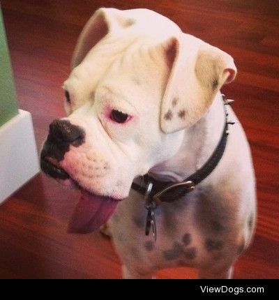 This is Kiss. He’s a 4 year old boxer, and was rescued from…