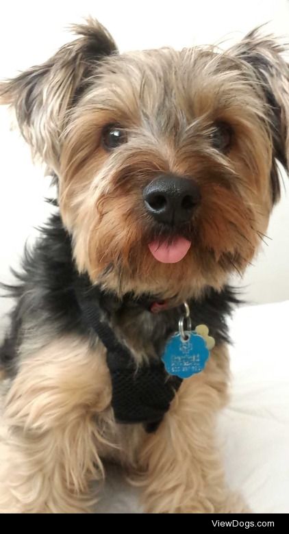 This is Benny, my 3 year old Yorkshire Terrier. 