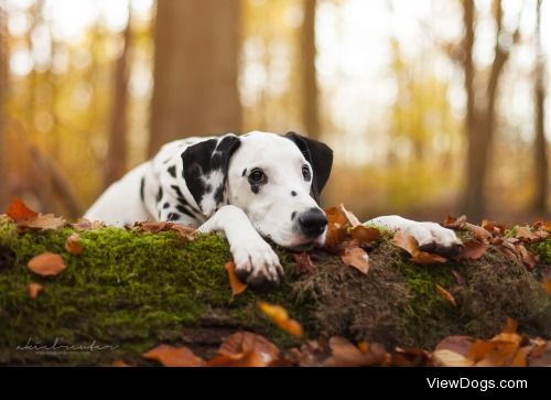 dalmatian yago


Aleksandra Kielreuter