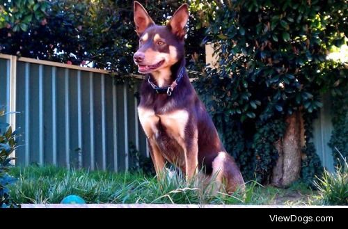 Hoover the Kelpie