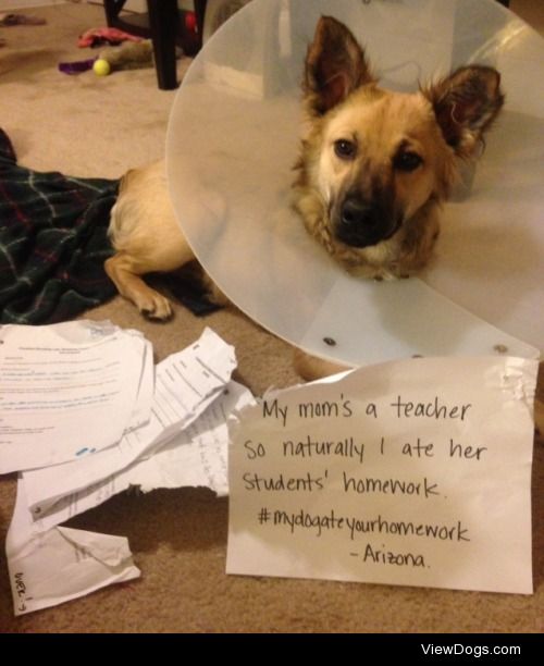 My Dog Ate Your Homework

"My mom’s a teacher so naturally…