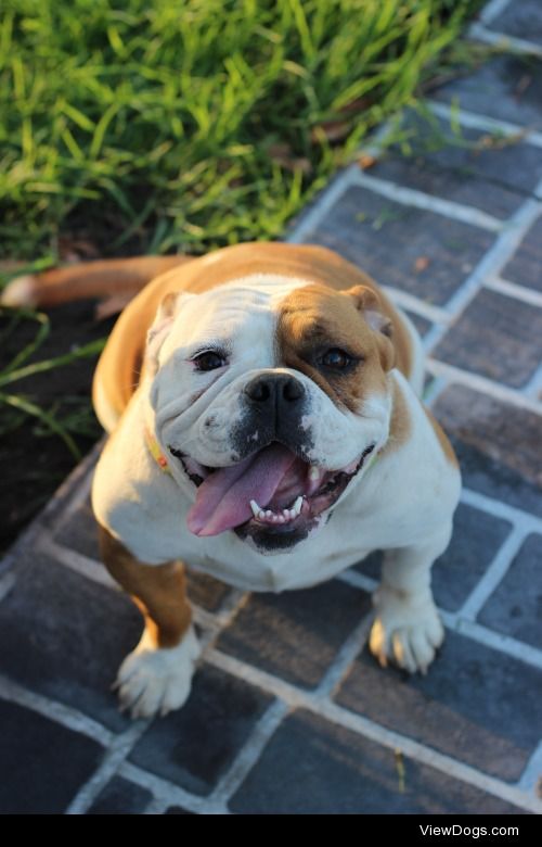 Daisy the Bulldog