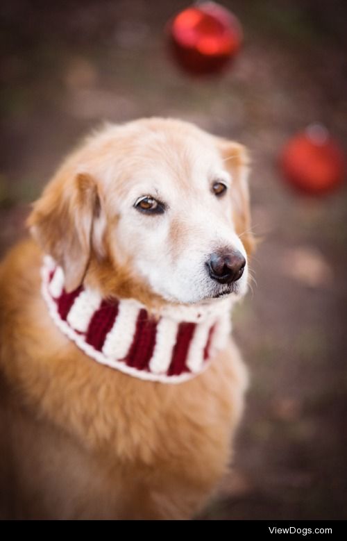 Taking care of a senior and/or rescue dog is the best gift you…