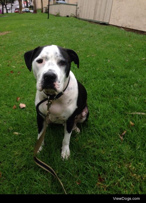 Angus hates sitting on wet things, so sitting on the grass after…