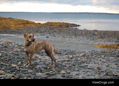 Charlotte, the 3-year-old Plott hound Labrador retriever mix in…