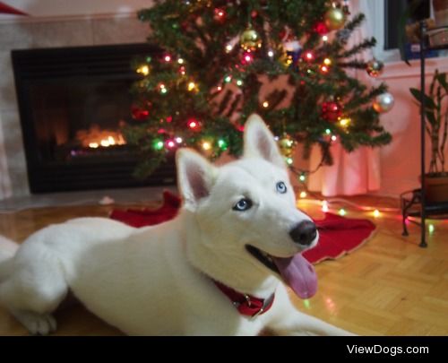 Mina’s first Christmas! Took ages to get her to stay still for a…