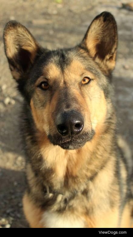 Koda
German Shepherd Dog Mix & Collie • Young • Male •…