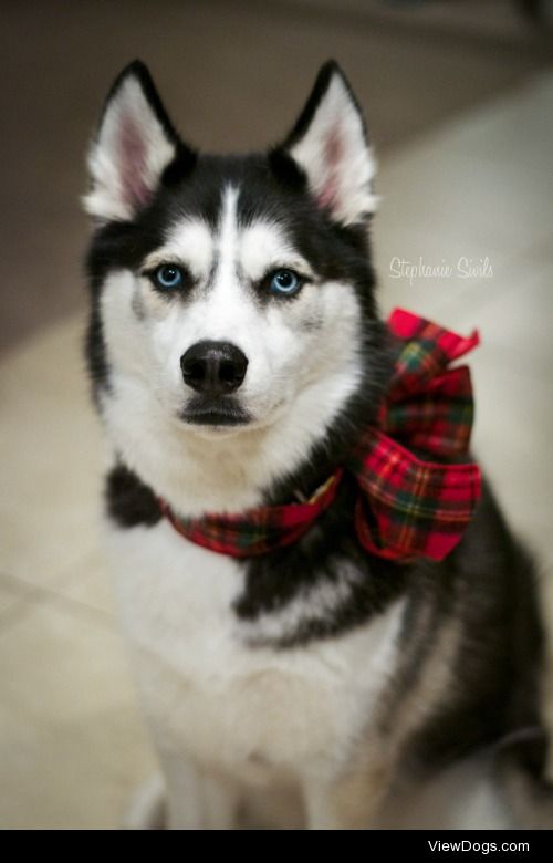 huskyhuddle:

Ani in her Christmas bow :)