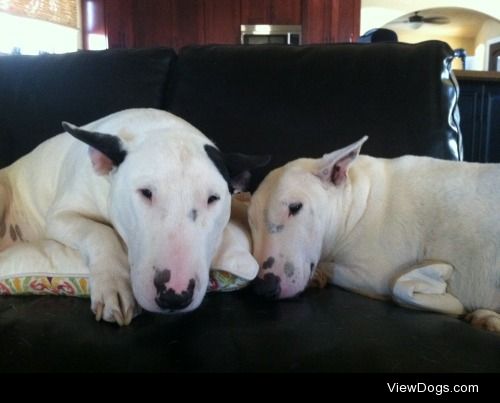 #handsomedogs
This is Papa and his sister Ally, english bull…
