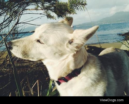 Tuna, my 3 year old husky/shepherd cross, doing what she loves…