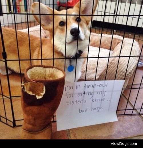 Uggh, not again!

Stanley really likes the lining of uggs and…