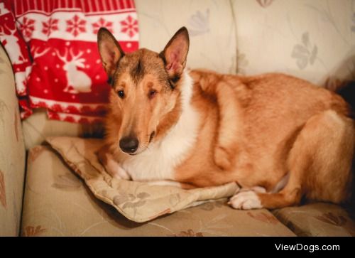 guidedogintraining:

Meet Finnick “Finn”
One-eyed wonder boy….